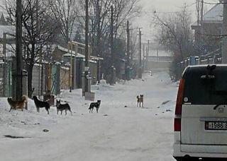 Жителям невозможно пройти пешком по улице Тон в жилмассиве Кок-Жар из-за собак (фото)