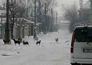 Мэрия Бишкека просит читателя оставить заявку на отлов собак на ул.Тон в Кок-Жаре
