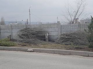 На ул.Каралаева на участке между 12 и 6 мкр идет вырубка деревьев, - бишкекчанин