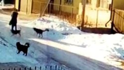 На ул.Сыдыкбекова в Караколе бездомные собаки нападают на людей, - житель