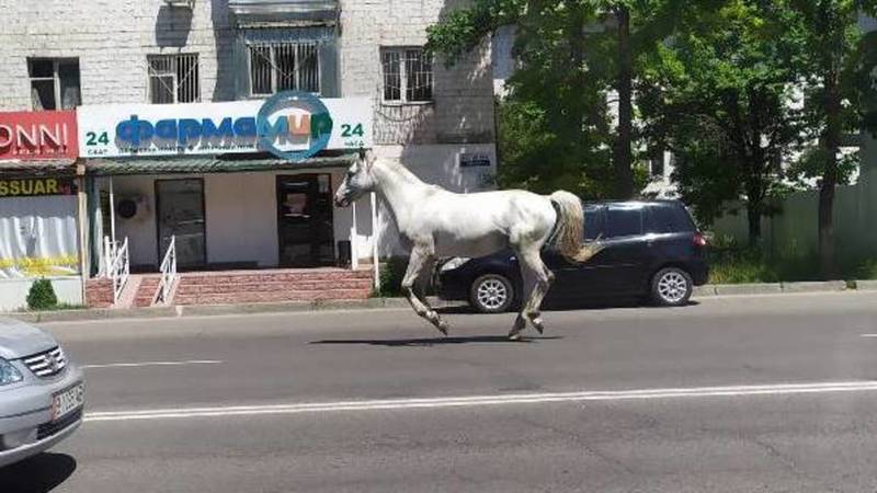 Посередине дороги на ул.Ахунбаева бегает лошадь. Видео очевидца
