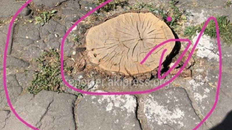«Бишкекзеленхоз» рассказал, почему на ул.Боконбаева вырубались деревья. Фото