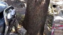 На ул.Логвиненко большой дуб может упасть на жилой дом. Видео местного жителя