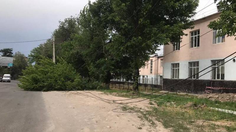 На ул.Логвиненко упавшее дерево повредило электропровода. Видео и фото