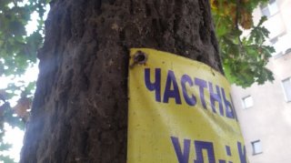 По улице Салиева объявление о частном детском саде прибито гвоздями к живому дереву,- читатель <b>(фото)</b>