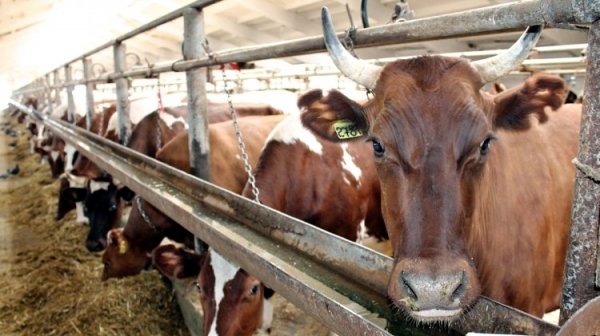В 2016 году количество поголовья крупного рогатого скота выросло на 2,4-5,4%, - обзор — Tazabek