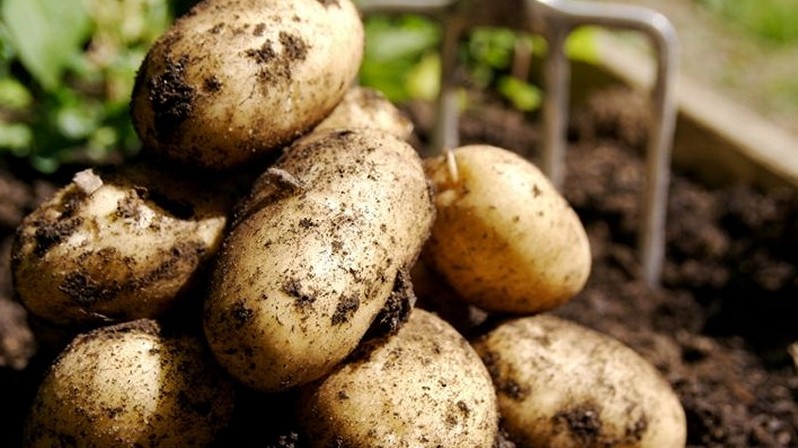 В связи с экспортом картофеля цены на него выросли в 2 раза, - Нацстатком — Tazabek