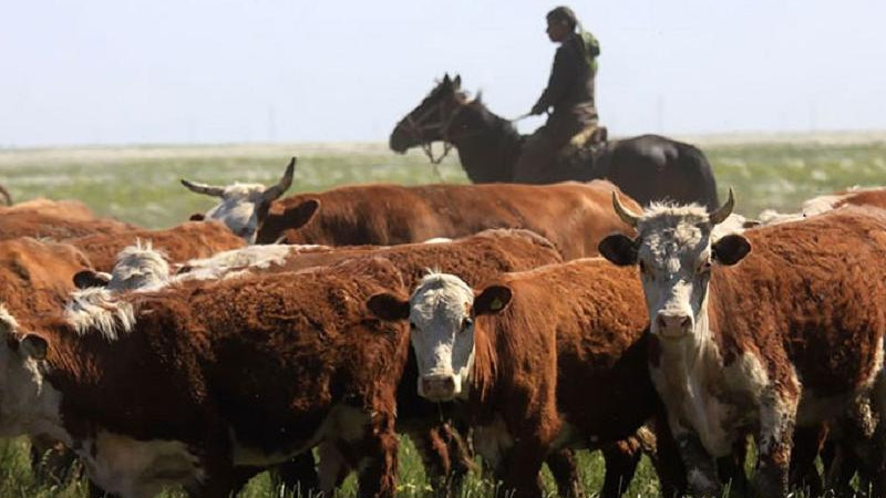 На сегодня 1,6 млн голов крупного рогатого скота прошли идентификацию, - Госветинспекция — Tazabek