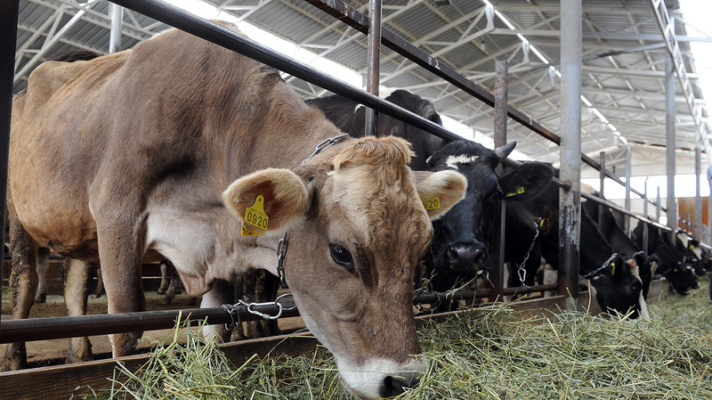 Минсельхоз предложил вести геномную селекцию с отечественными породами скота — Tazabek