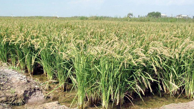 «Рисовые регионы»: В какой области Кыргызстана производится наибольший объем риса? — Tazabek