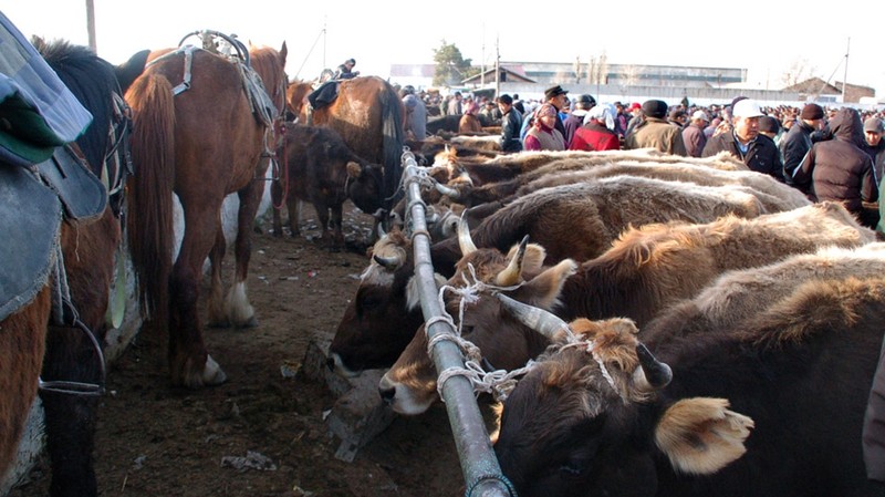 Рынок скота: Где дешевле всего можно купить «жылкы»? — Tazabek