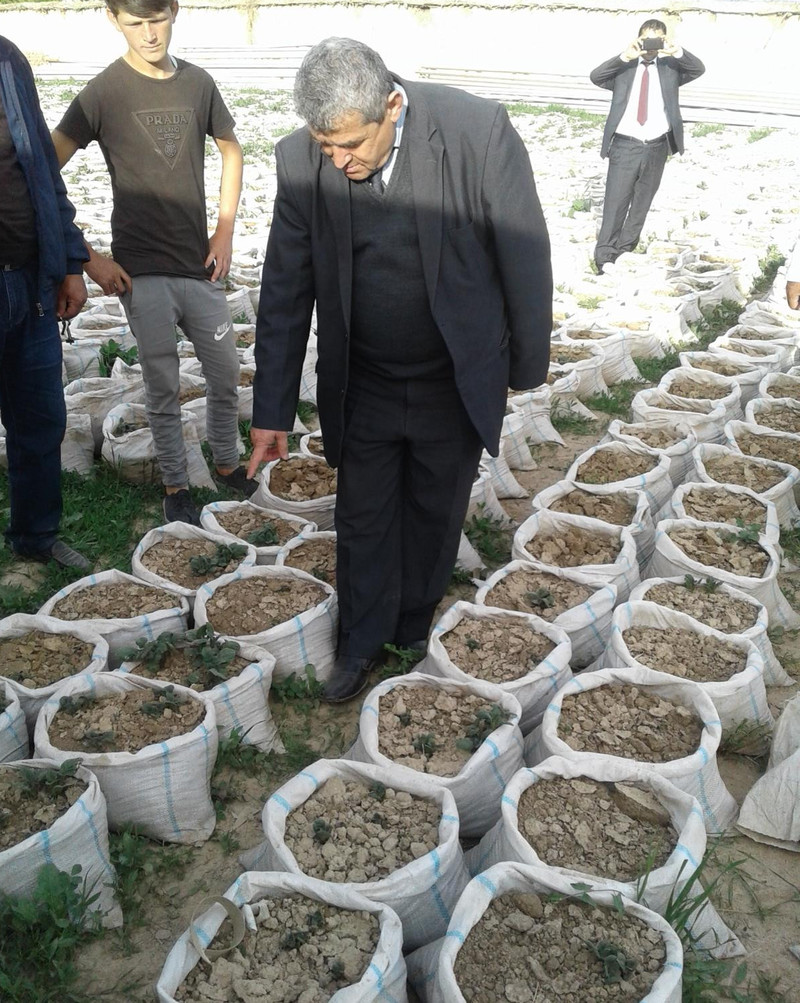 Таджикские ученые. Картошка в мешках выращивание. Дехканин. Садоводство в Таджикистане.