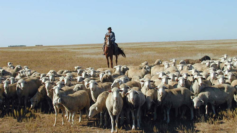 Сегодня животноводство теряет до 30% потенциального дохода из-за препятствий, - депутат — Tazabek