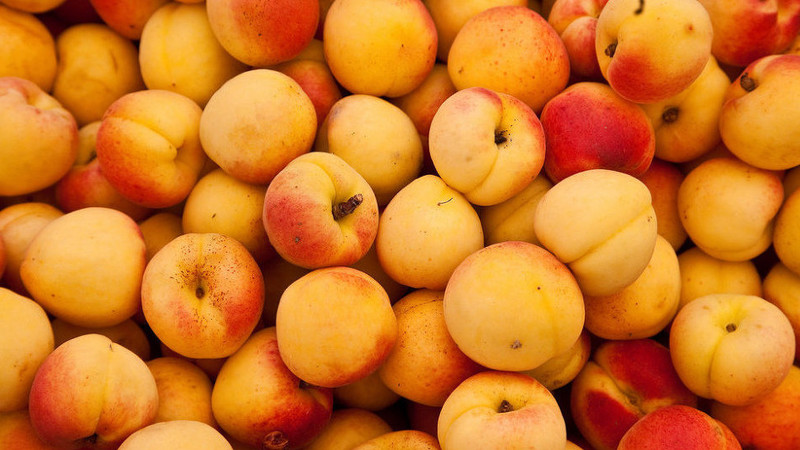 В Оренбургскую область не пропустили 20 тонн кыргызских абрикосов — Tazabek
