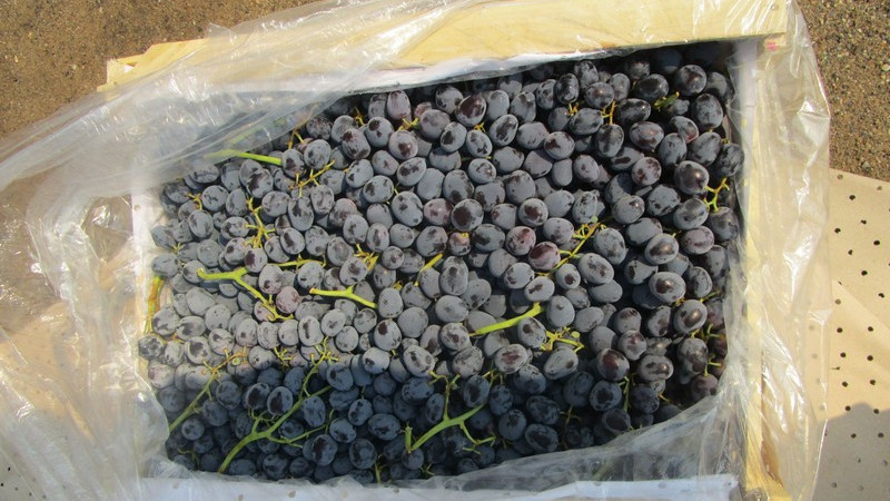 Казахстан не пропустил 20 тонн винограда из Кыргызстана — Tazabek