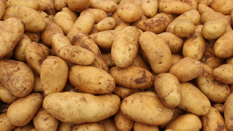 Какие узбекские компании намерены закупать картофель из Кыргызстана? (список) — Tazabek