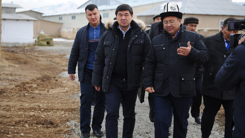 Премьер посетил кооператив, где выращивают быков абердин-ангусской породы (фото) — Tazabek