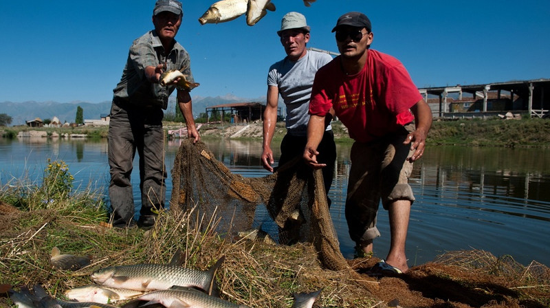 Водохранилища и озера: Где в Кыргызстане занимаются рыборазведением и рыболовством? — Tazabek