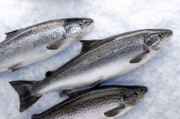 Рыбный вопрос: Спрос на норвежский лосось в Кыргызстане за 2 года вырос больше, чем в 21 раз — Tazabek