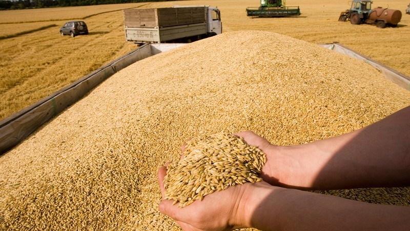 Мировое производство зерновых в 2017 году незначительно превысит рекордно высокий показатель 2016 года - ФАО — Tazabek