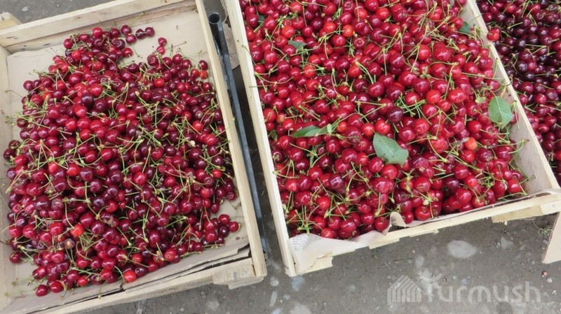В парламенте правительство попросили решить проблему по экспорту черешни и дыни в Китай — Tazabek