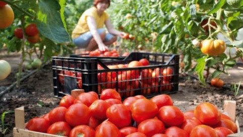 Минсельхоз предлагает кредитовать сельхозкооперативы под 8% годовых — Tazabek