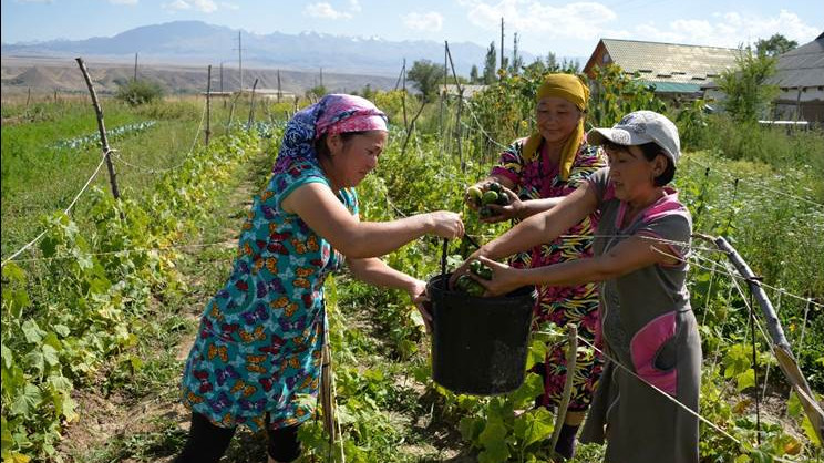 В Кыргызстане с каждым годом увеличивается количество успешных предпринимательниц, особенно заметен рост малого бизнеса в сельских регионах, - ООН — Tazabek