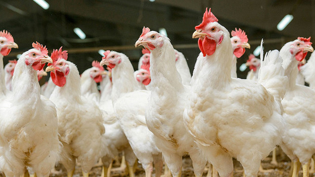 Из-за вспышки птичьего гриппа Госветинспекция запретила ввоз куриной продукции из Казахстана — Tazabek