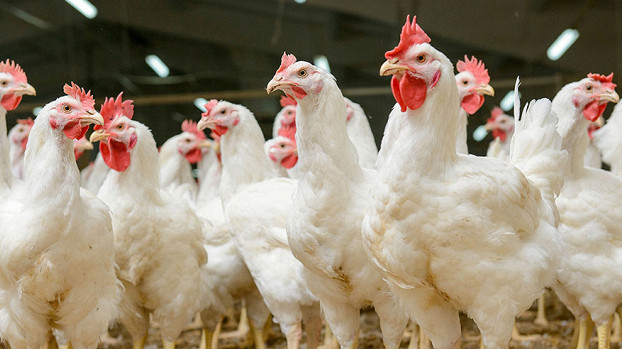 Кыргызстан снял ограничения на ввоз птиц и птицеводческой продукции из Казахстана — Tazabek