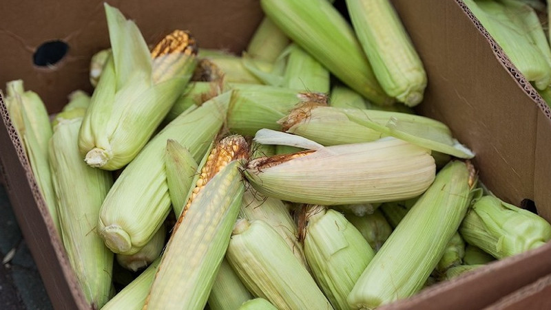 Валовой сбор кукурузы в 2018 году составил 625,3 тыс. тонн, - Минсельхоз — Tazabek