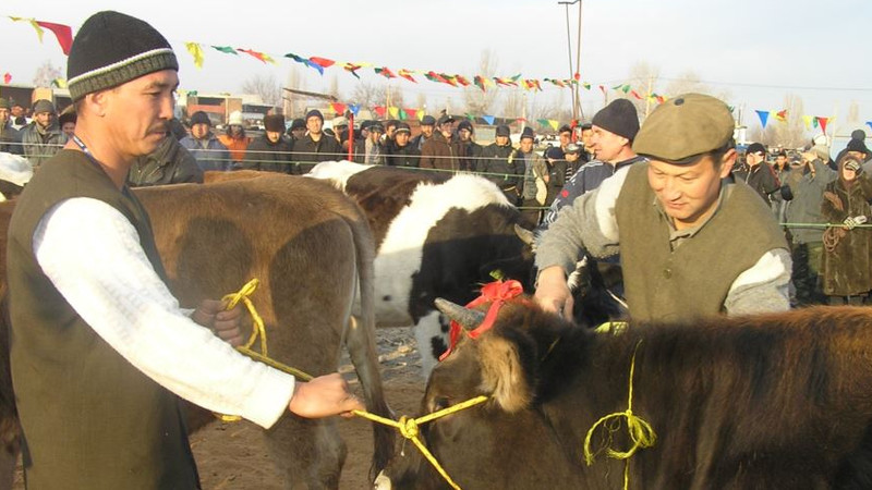 Госветинспекция: В КР есть проблемы с продажей скота — Tazabek