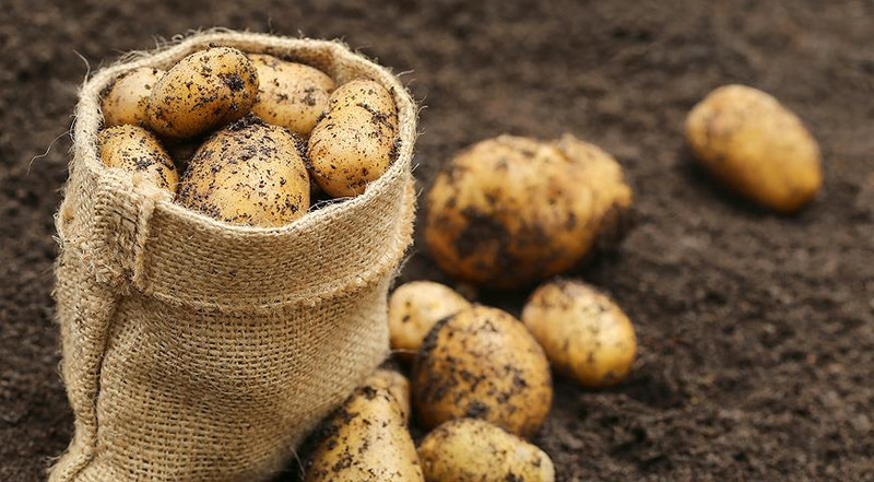 В 2018 году выращено почти 1,5 млн тонн картофеля, - Минсельхоз — Tazabek