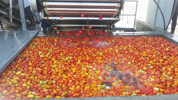 Минсельхоз: Российская торговая марка заявила о намерении скупать томатную продукцию из Кыргызстана — Tazabek