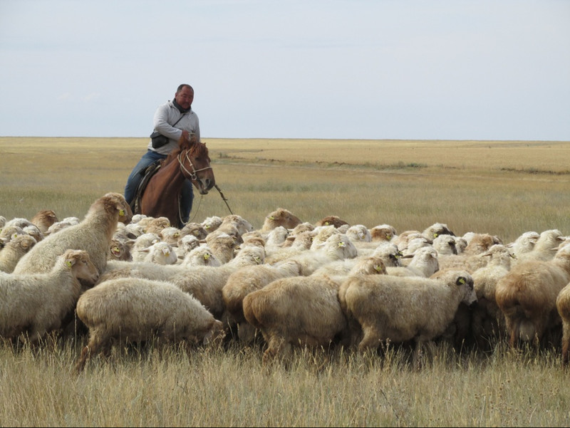 Кыргызстан сможет отправлять в Саудовскую Аравию 1,5 тыс. голов овец в живом виде, - замминистра Э.Чодуев — Tazabek