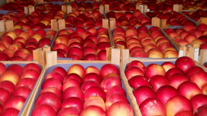 В Новосибирскую область не пропустили 250 кг кыргызстанских яблок, хурмы и пшеничной муки — Tazabek