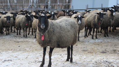 овцеводческие фермы