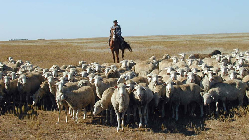 Правительство одобрило поправки в закон о племенном деле в животноводстве Кыргызстане — Tazabek