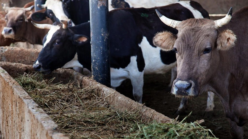 С начала года производство молока в Кыргызстане составило 1,2 млн тонн — Tazabek