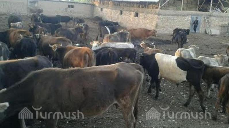 Какова численность коров, лошадей, овец, коз и домашней птицы в Кыргызстане на 2018 год? — Tazabek
