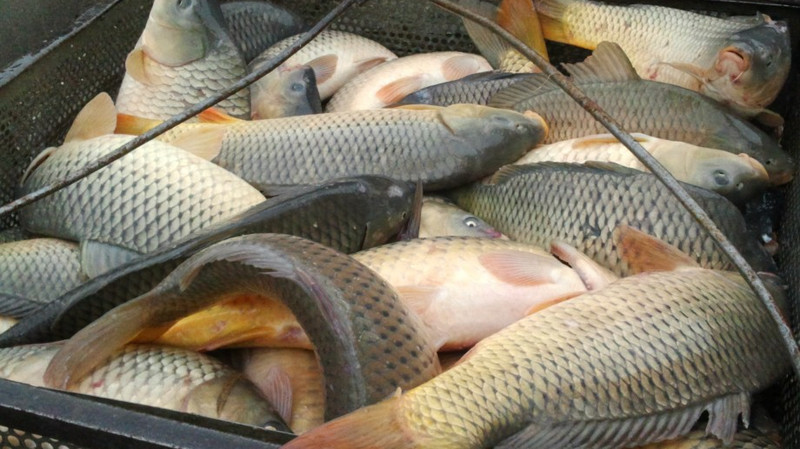 Агробизнес: Какие рыбные хозяйства существуют в Кыргызстане и кто ими владеет? (список) — Tazabek
