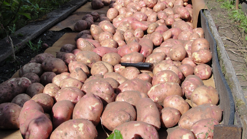 До 1 мая грузоотправители получили скидку в 50-60% на экспорт картофеля железнодорожным транспортом — Tazabek
