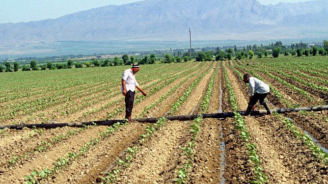 С начала года сельским товаропроизводителям выданы льготные кредиты в 5,4 млрд сомов — Tazabek