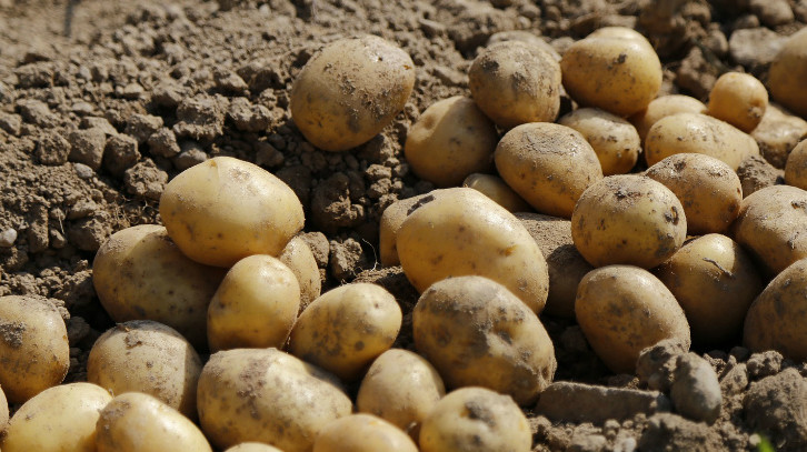 Уже февраль, фермеры сидят, обанкротившись, - депутат о том, что картофель продается по 3,5-4,5 сома за 1 кг — Tazabek
