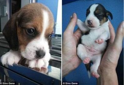 Ученые впервые клонировали генномодифицированную собаку