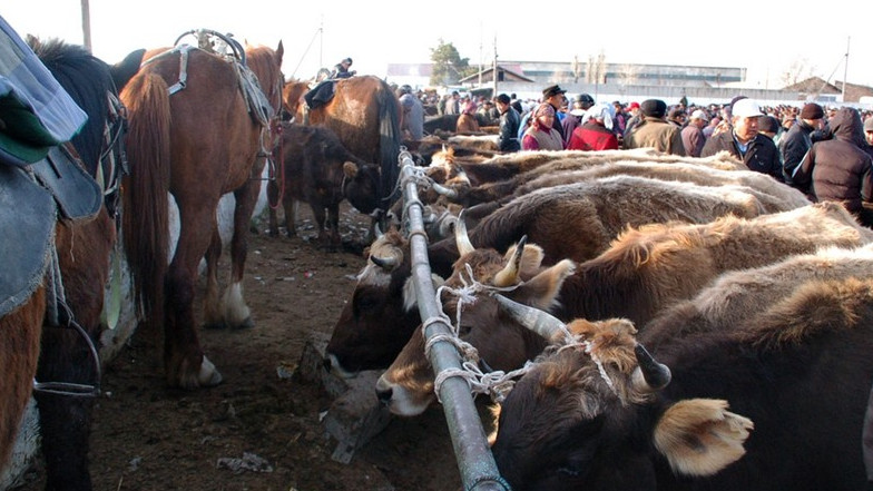 Стоимость сельхозживотных в регионах Кыргызстана (список) — Tazabek