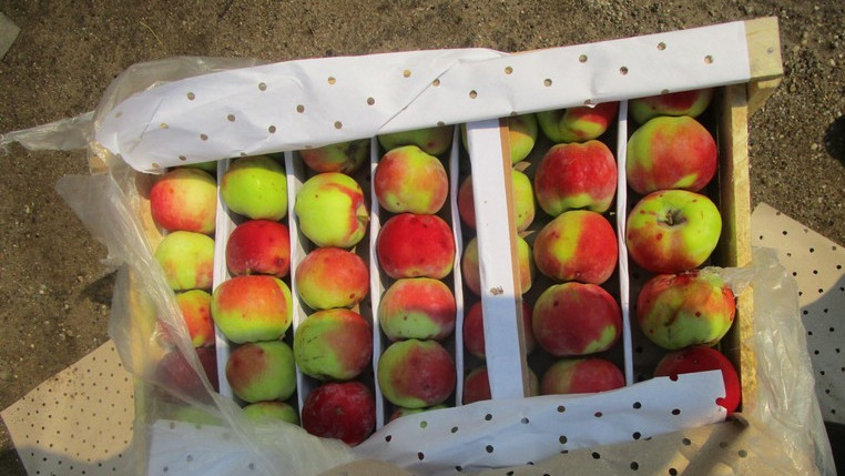 Казахстан вернул в Кыргызстан свыше 58 тонн овощей и фруктов из-за отсутствия маркировки на упаковке — Tazabek