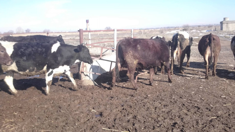 Минсельхоз рассказал, как в Кыргызстане подсчитывают количество коров, лошадей и домашней птицы — Tazabek