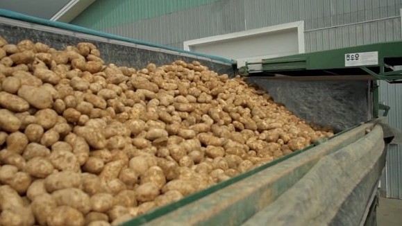 Делегация Кыргызстана проводит переговоры в Ташкенте по экспорту кыргызстанского картофеля — Tazabek