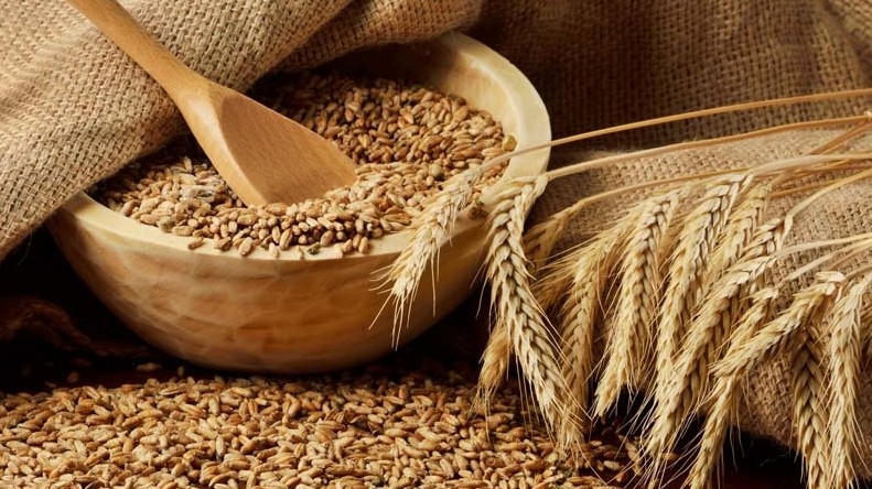 Мировое производство зерна установит новый рекорд, - ФАО — Tazabek