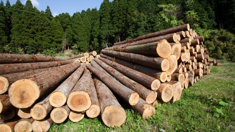 Бишкекские лесовики: Откуда завозятся в КР лесоматериалы и кто на этом делает деньги — Tazabek
